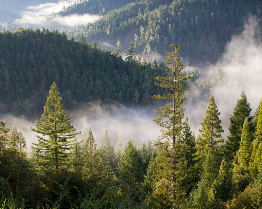 Ein Foto von bewaldeten Hügeln im Nebel